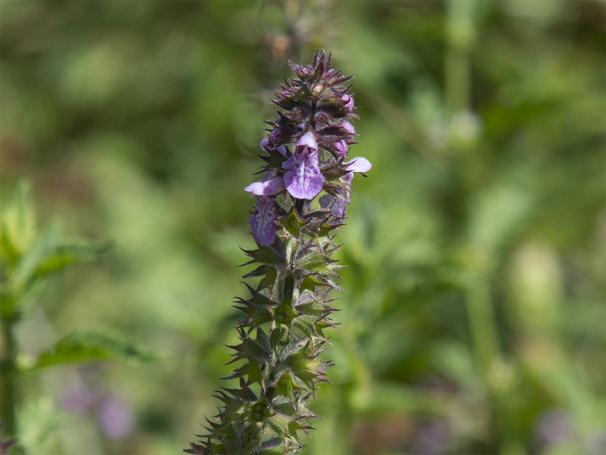 Stachys palustris